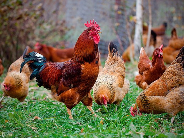 Породы куриц | ЗооТом - продажа, вязка и услуги для животных в Краснознаменске