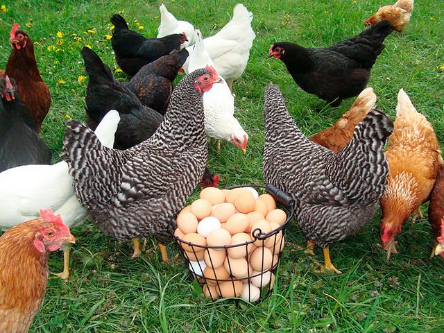 Содержание кур и уход за ними | ЗооТом - продажа, вязка и услуги для животных в Краснознаменске