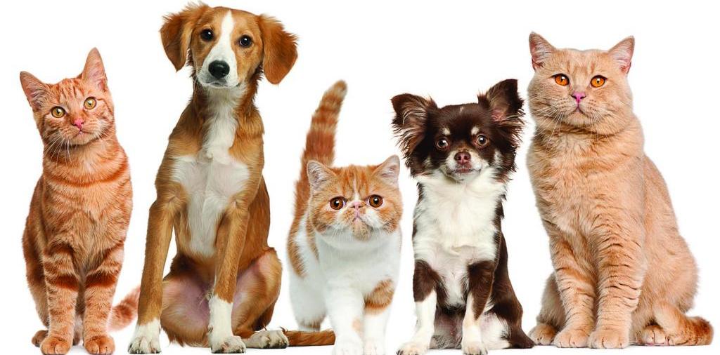 Доска объявлений о животных | ЗооТом - продажа, вязка и услуги для животных в Краснознаменске