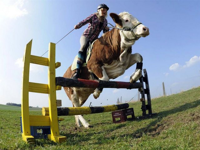 Статьи о коровах в Краснознаменске | ЗооТом портал о животных