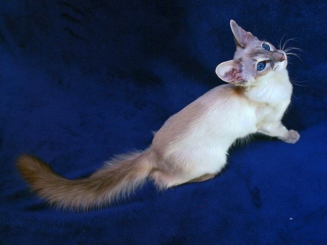 Выведенные породы кошек в Краснознаменске | ЗооТом портал о животных