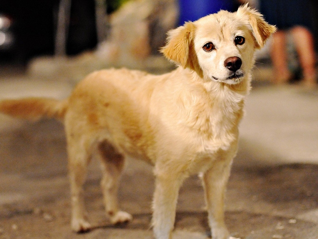 Породы собак в Краснознаменске | ЗооТом портал о животных