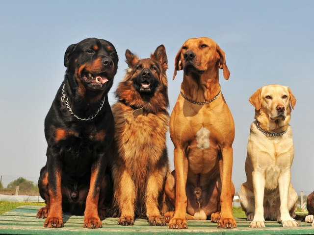 Крупные породы собак в Краснознаменске | ЗооТом портал о животных